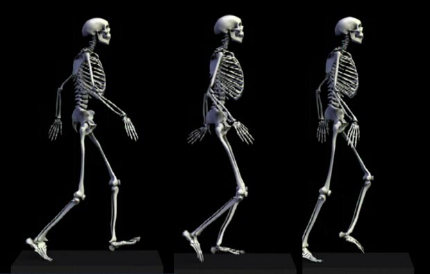 体骨骼动态三维模拟
